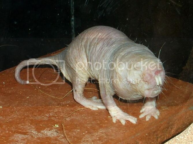 nakedmolerat.jpg