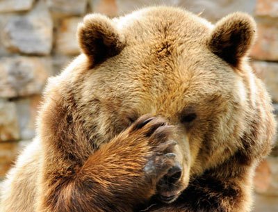facepalm-bear.jpg?w=400&h=305